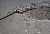 fossils for preschoolers