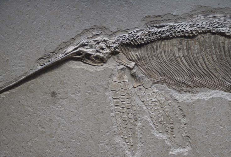 dinosaur fossil