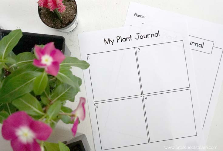 plant journal