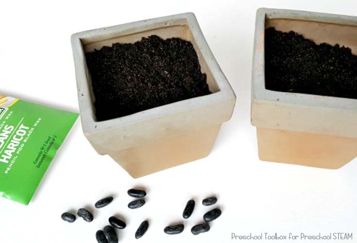 planting seeds with preschoolers 