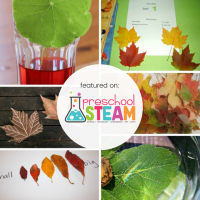 Leaf Science Experiments for Preschoolers