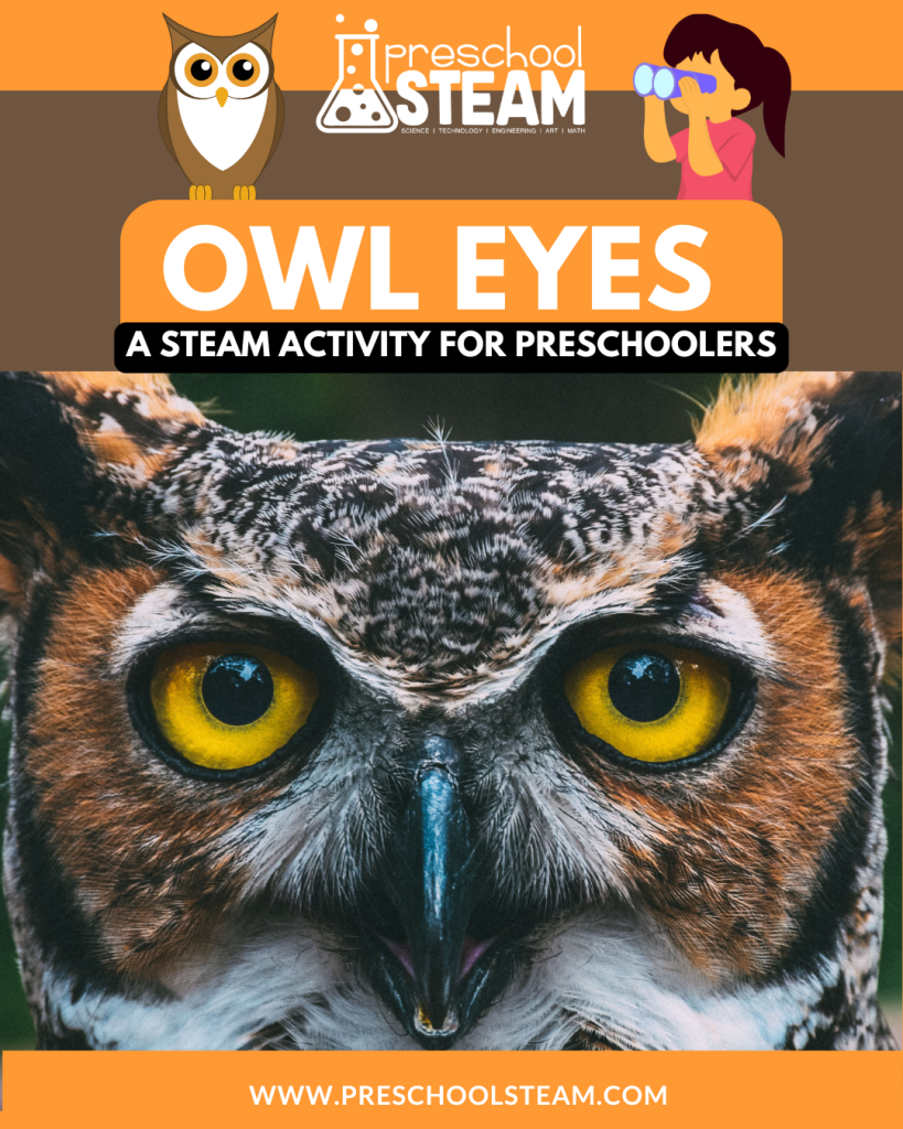 Owl STEAM